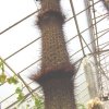 Stephanocereus_leucostele_1